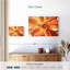 Plante grasse orange Harnek-107703316