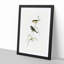 Red-Tailed Finch by Elizabeth Gould - Picture Frame Painting Print-55598629-55598631
