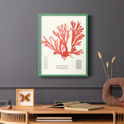 «Vintage Coral Study IV», reproduction encadrée - bois massif