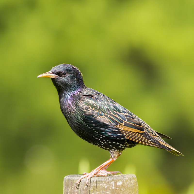 Common Starling by Chris2766 - Wrapped Canvas Print, 76cm H x 76cm W