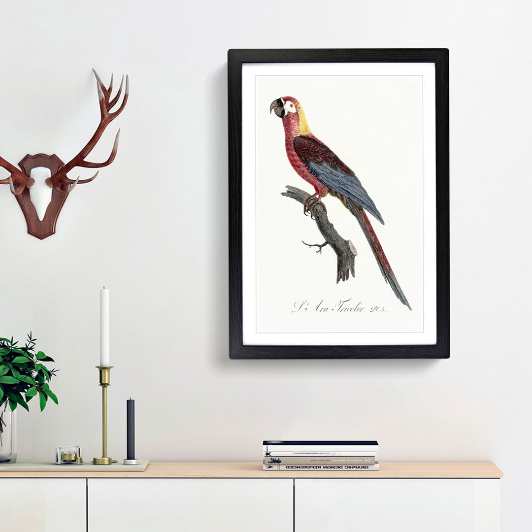 Cuban Macaw Parrot by F. Levaillant - Framed Print