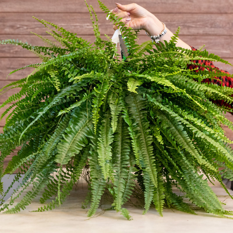 Boston Fern - Thumbnail 3