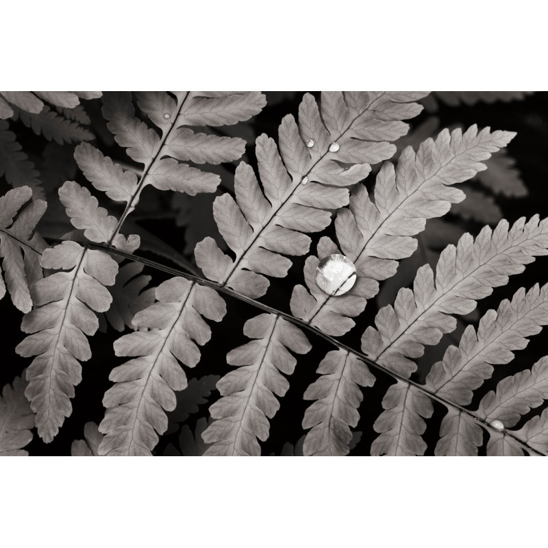 Oak Fern - Wrapped Canvas Print, 20cm H x 30cm W