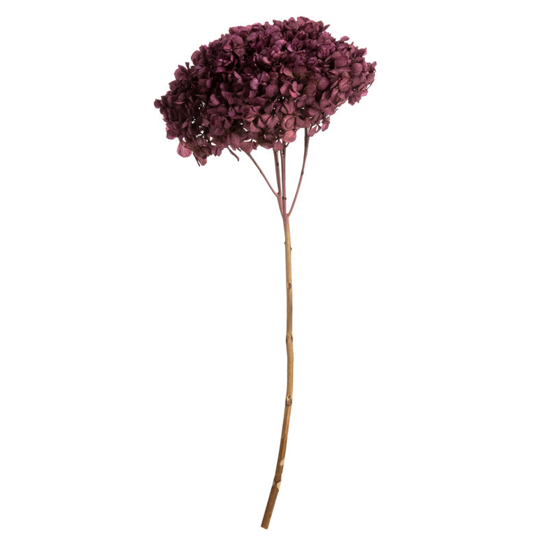 Natural Botanicals 15" Hydrangea with Multiple Branch Segments, Preserved, Purple Orchid
