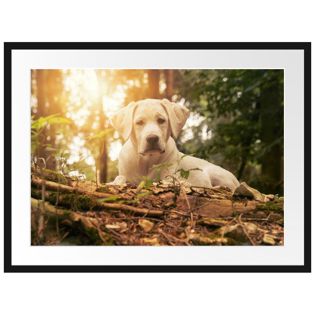 Gerahmtes Poster Hund im Wald bei Sonneuntergang