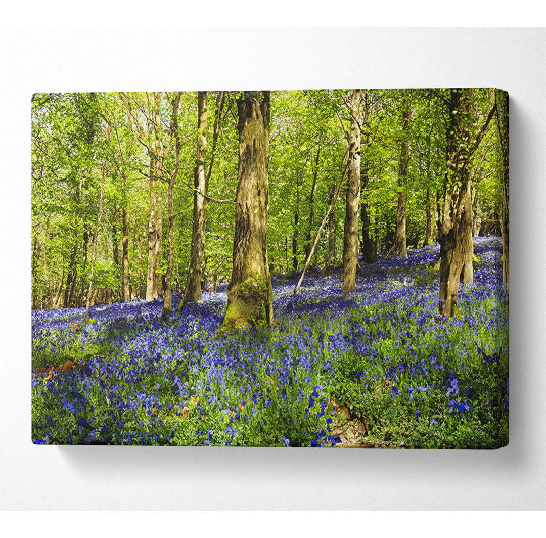 Bluebell Woodland - Druck