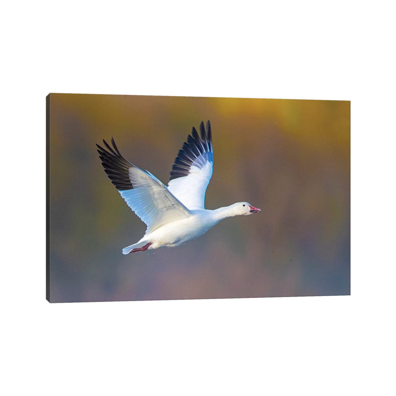 Snow Goose During Flight, Soccoro, New Mexico, USA - Wrapped Canvas Print, 30.48 cm H x 45.72 cm W