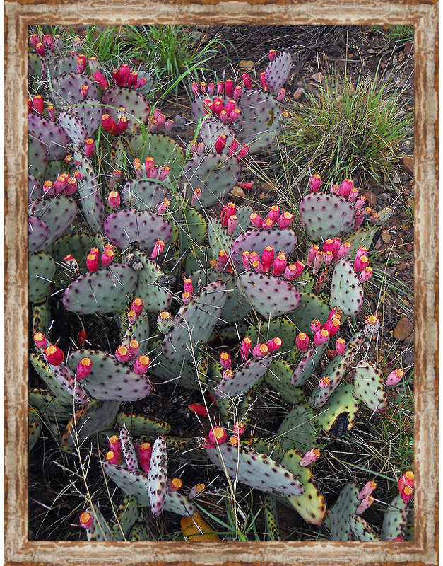 " Prickly Pear " Graphic Art Print