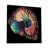 " Boho Nautilus Shell 248 "-1498490007