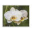Orchidée Blossom Glow, estampe numérique, design par Seven Trees Design-1256200889-1256200893