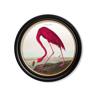 Flamingo Light Background In Round Frame by Audubon - Single Picture Frame Print on Archival Matt 230gsm Paper