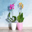 Paquet de 12 piquets de soutien pour plantes de 17 pouces, 4 tiges de soutien de jardin à tige simple de 4 mm d'épaisseur Amaryllis, 420 boucles de plantes, 12 inserts d'étiquettes, 20 attaches de câble