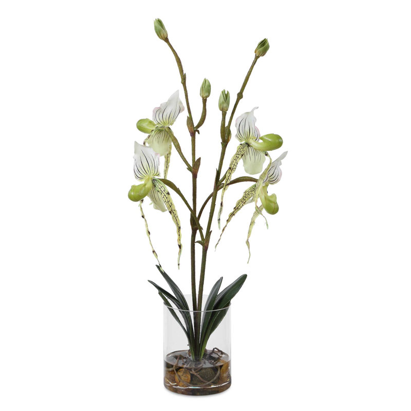 Sabot de Vénus en vase de verre