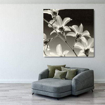 Orchidée Dendrobium