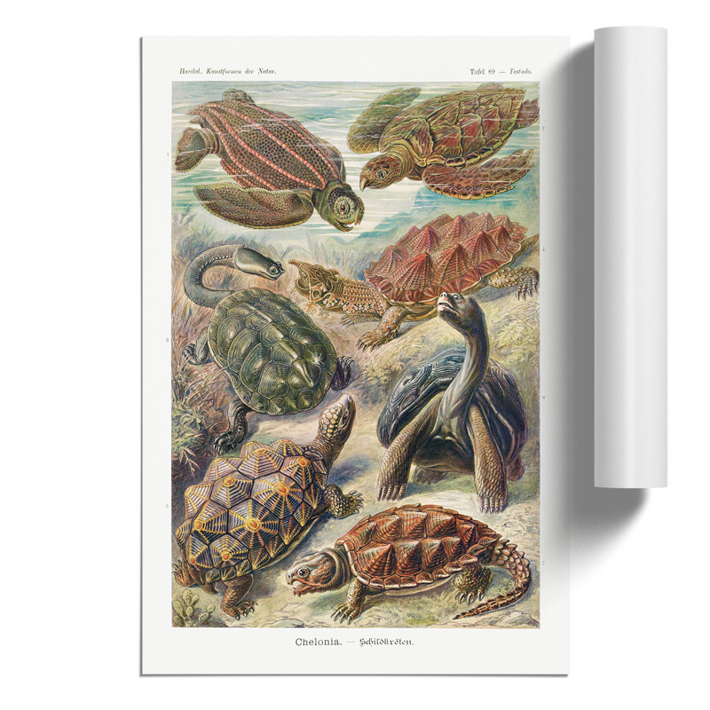 Turtles by Ernst Haeckel - Frameless Print, 59cm H x 42cm W x 0.1cm D