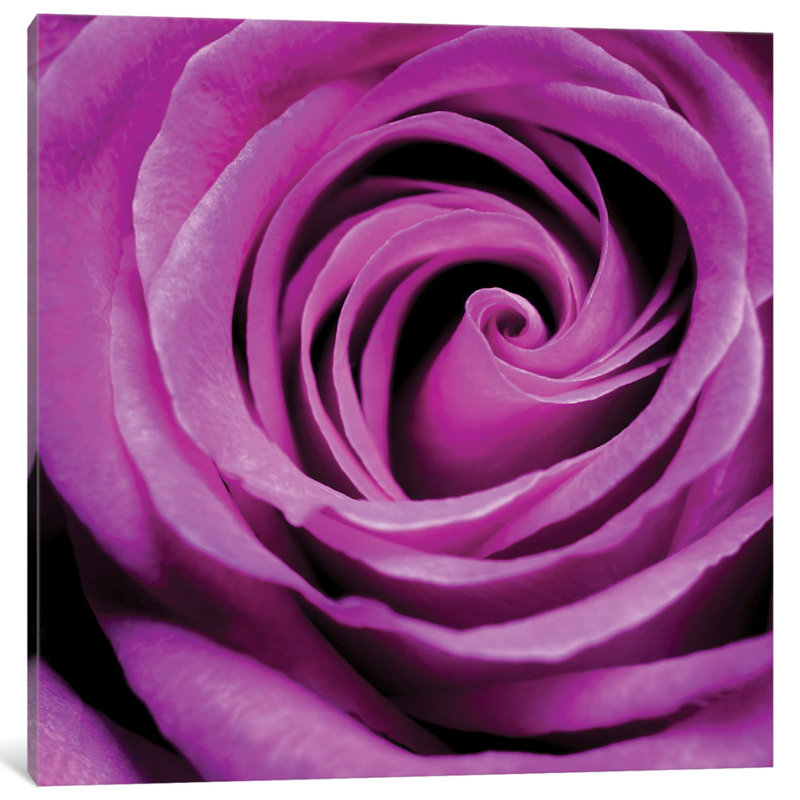 «Purple Rose» par PhotoINC Studio - Estampe numérique sur toile tendue avec châssis, H 12 po x l 12 po x P 1,5 po