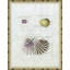 Seashells Giclee Print by Isabelle De Borchgrave