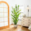 Zamioculcas artificiel-756904527