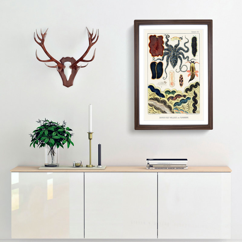 Great Barrier Reef Molluscs and Planarians by W. Saville-Kent - Picture Frame Painting Print, 36cm H x 27cm W x 2cm D