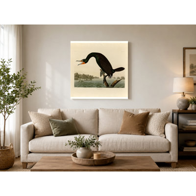 Florida Cormorant (planche 252) - oiseaux, art mural