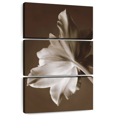 Moonglow Tulip