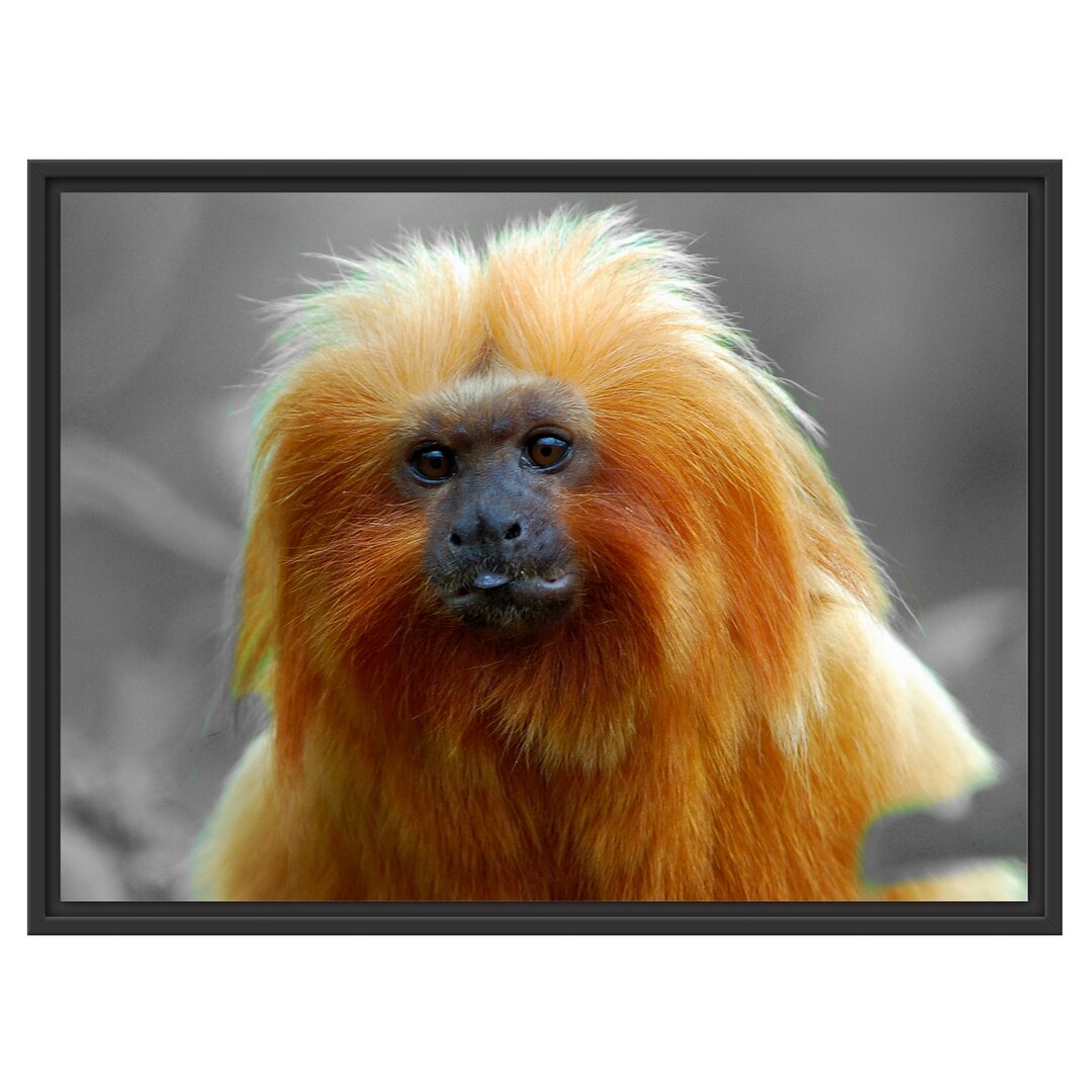 Gerahmter Fotodruck Small Lion Tamarin