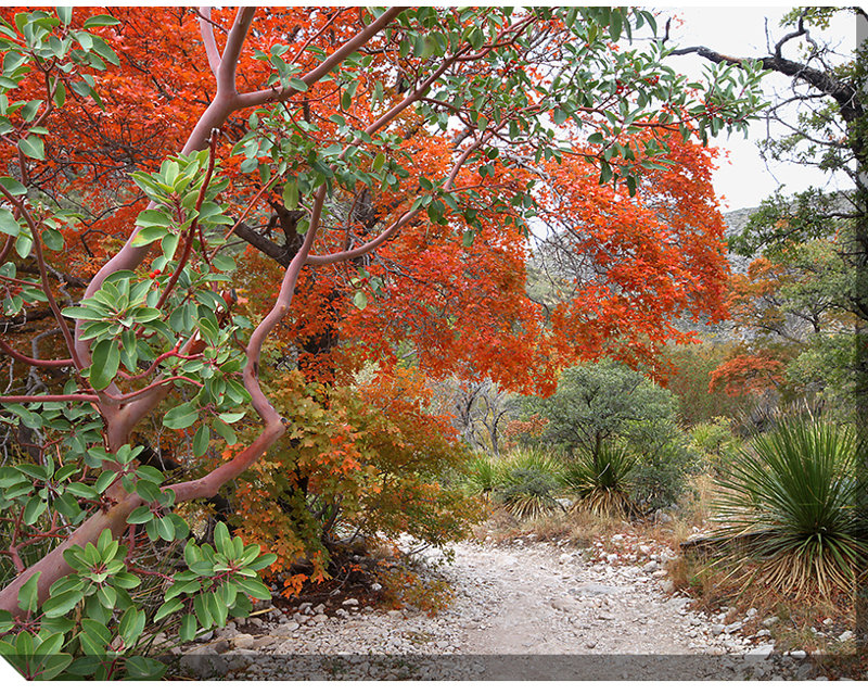 Color Photography Print