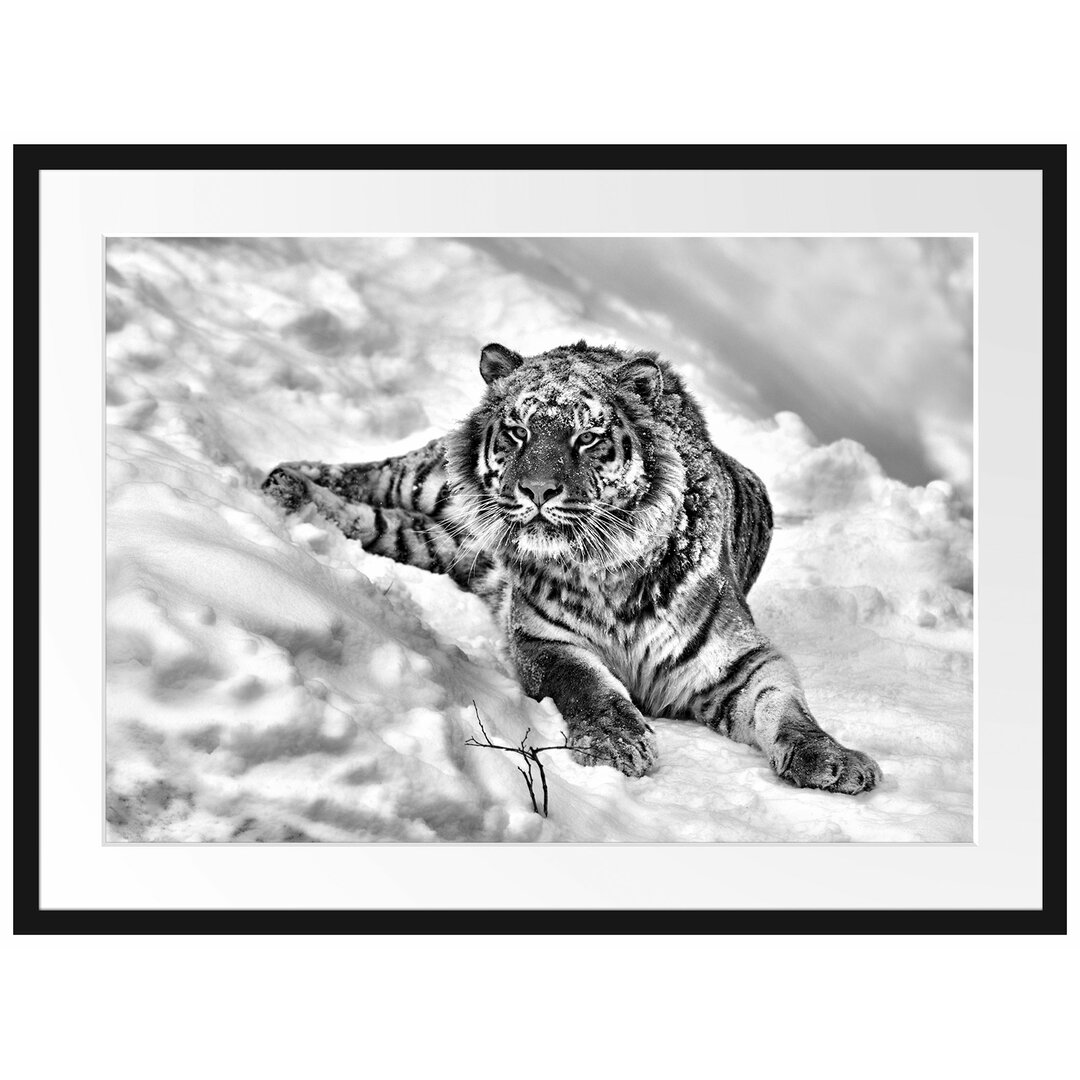 Gerahmtes Poster Amur Tiger im Schnee