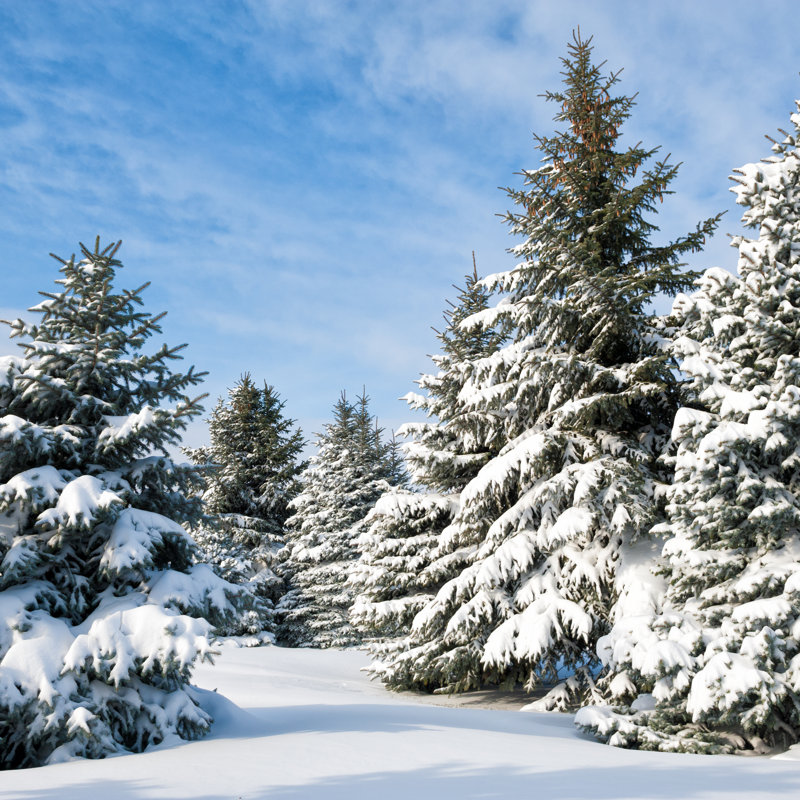 Snowy Trees - Photographie sur toile tendue, H 36 po x l 36 po