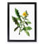 Yellow Sow Thistle by Pierre-Joseph Redoute - Picture Frame Painting Print-55614203-55614208