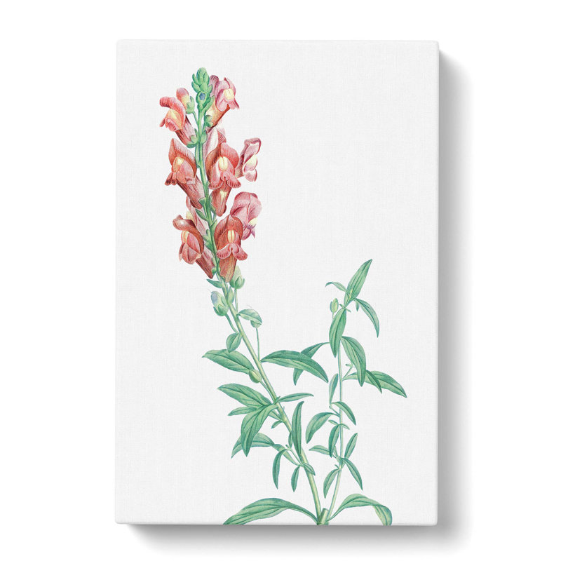 Dragon Flowers by Pierre-Joseph Redoute - Wrapped Canvas, 60cm H x 40cm W x 3cm D