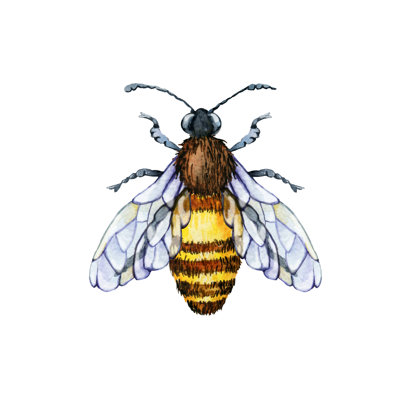 Floyds Bee sur fond blanc sur toile, impression