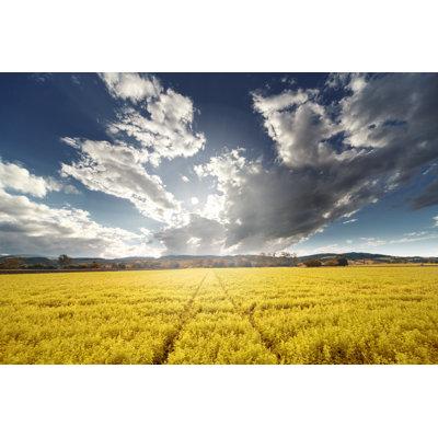 Golden Field par Quirex