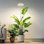 Lumière DEL de croissance pour plantes d'intérieur, spectre complet avec minuterie 6/12/16 heures, 3 modes de couleur, 5 réglages de luminosité, pour les plantes d'intérieur
