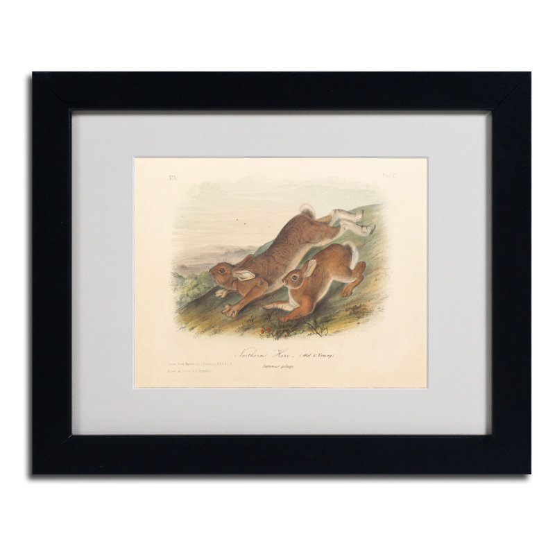 « northern lièvre » par john james audubon, reproduction d’art encadrée, H 11 po x l 14 po x P 0,5 po, Noir