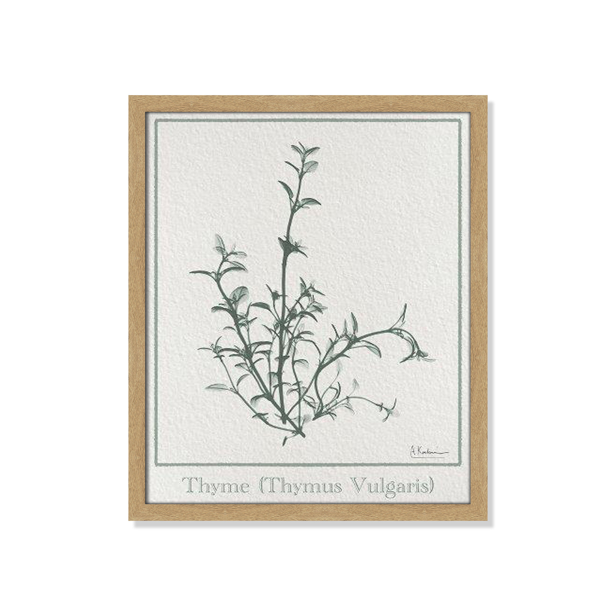 Thymus Vulgaris Framed On Paper by Albert Koetsier Print, 19" H x 16" W x 1.25" D, Natural Framed Paper