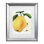 Bolog Botanical Specimen Rochester Kiefers Hybrid Pear Lithograph Matted Framed Art