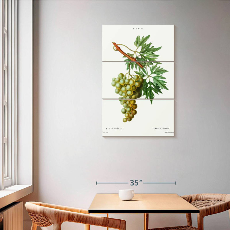 Vigne Yarlin - Vitis Laciniata, H 57 po x l 36 po