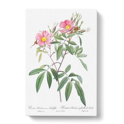 Swamp Rose In Pink by Pierre-Joseph Redoute - Wrapped Canvas Print