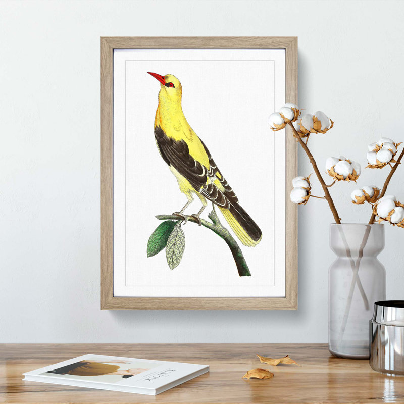 Golden Oriole Bird by George Shaw - Picture Frame Painting Print, Oak Framed, 36cm H x 27cm W x 2cm D