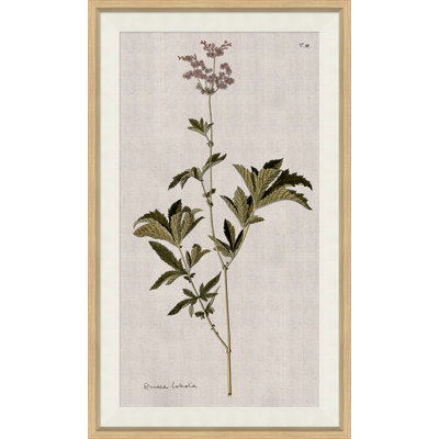 17th Century Wild Flower Studies III Painting