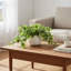 Fausse plante lierre dans un vase en verre Jenner