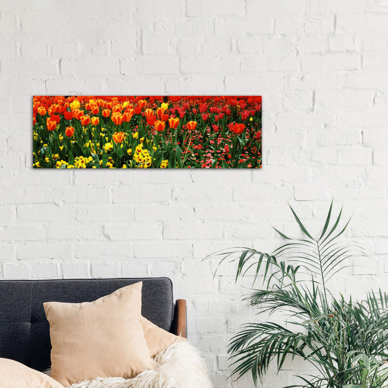 Tulips In A Field, St. James's Park, City Of Westminster, London, England by Panoramic Images - Wrapped Canvas Panoramic Print