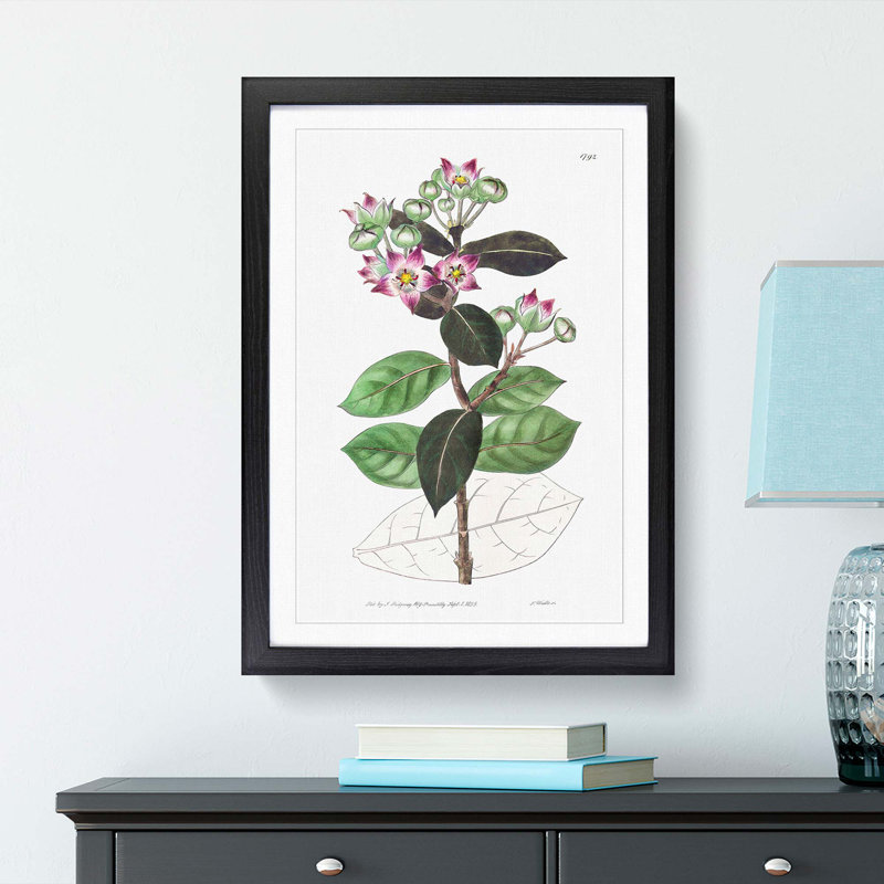 Milkweed Flowers - Picture Frame Painting Print, Black Framed, 48cm H x 36cm W x 2cm D