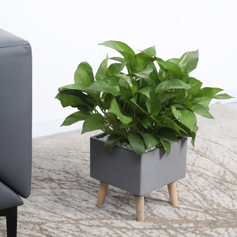 Planter Box