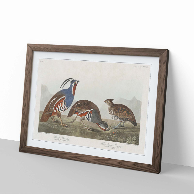 Partridge Birds by John Audubon - Framed Print, 36cm H x 48cm W x 2cm D, Walnut Framed