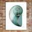 Shimmering Snail 2 - Wrapped Canvas Print-1086354417