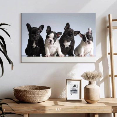 Chiots bouledogue français