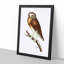 White-Fronted Owl by George Shaw - Framed Print-55641948-55641949