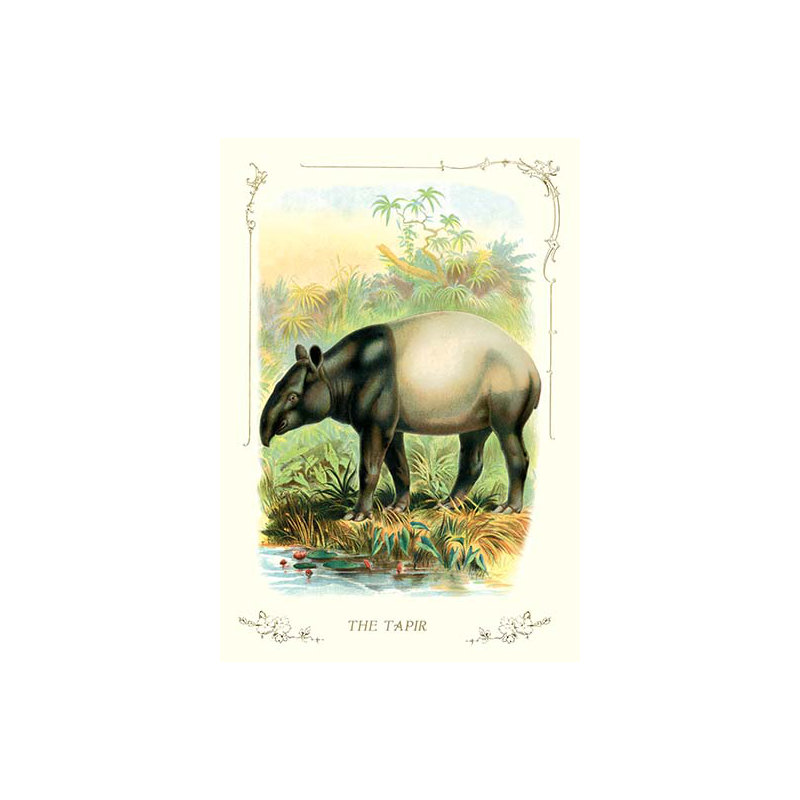 « the tapir », reproduction d’art